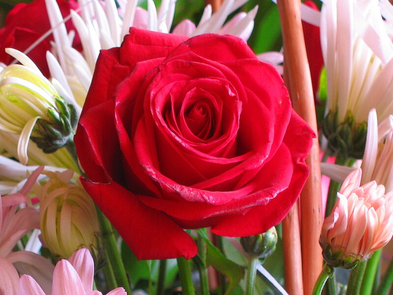 Red Rose in Bouquet — Calm, Photograph