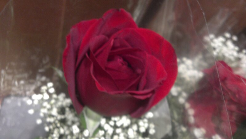 Red Rose in Bouquet — Calm, Photograph, White Flowers, Plastic Wrap