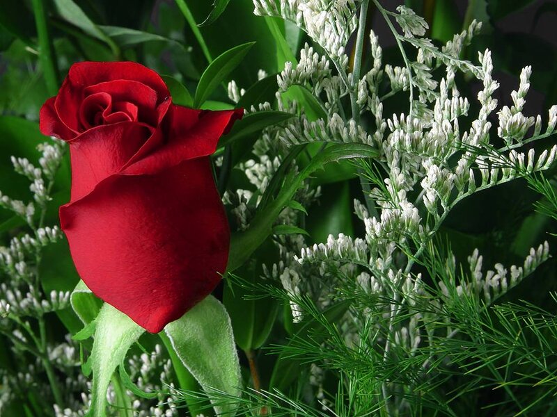 Red Rose in Bouquet — Calm, Photograph, White Flowers