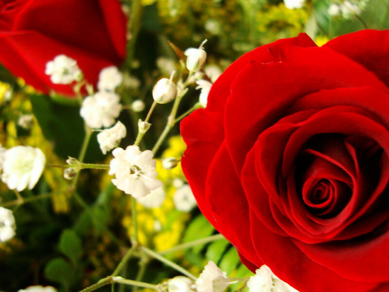 Red Rose in Bouquet — Calm