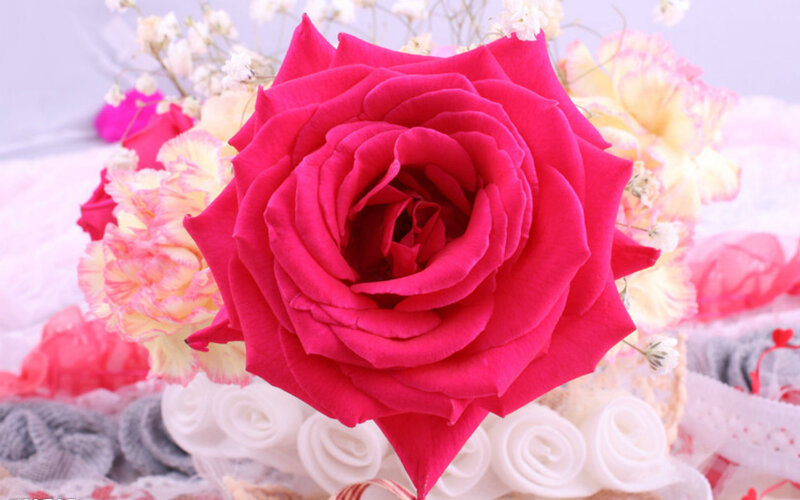 Red Rose in Bouquet — Pink