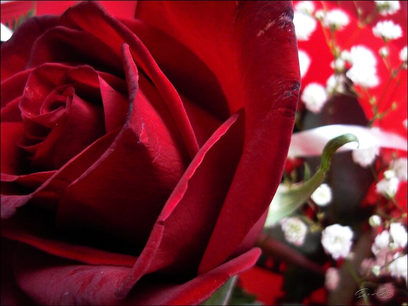 Red Rose in Bouquet — Romantic