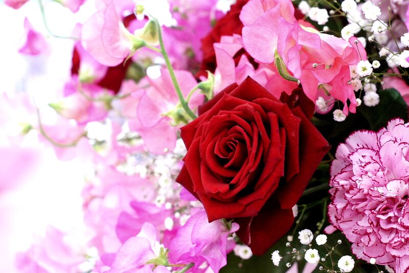 Red Rose in Bouquet — Serene