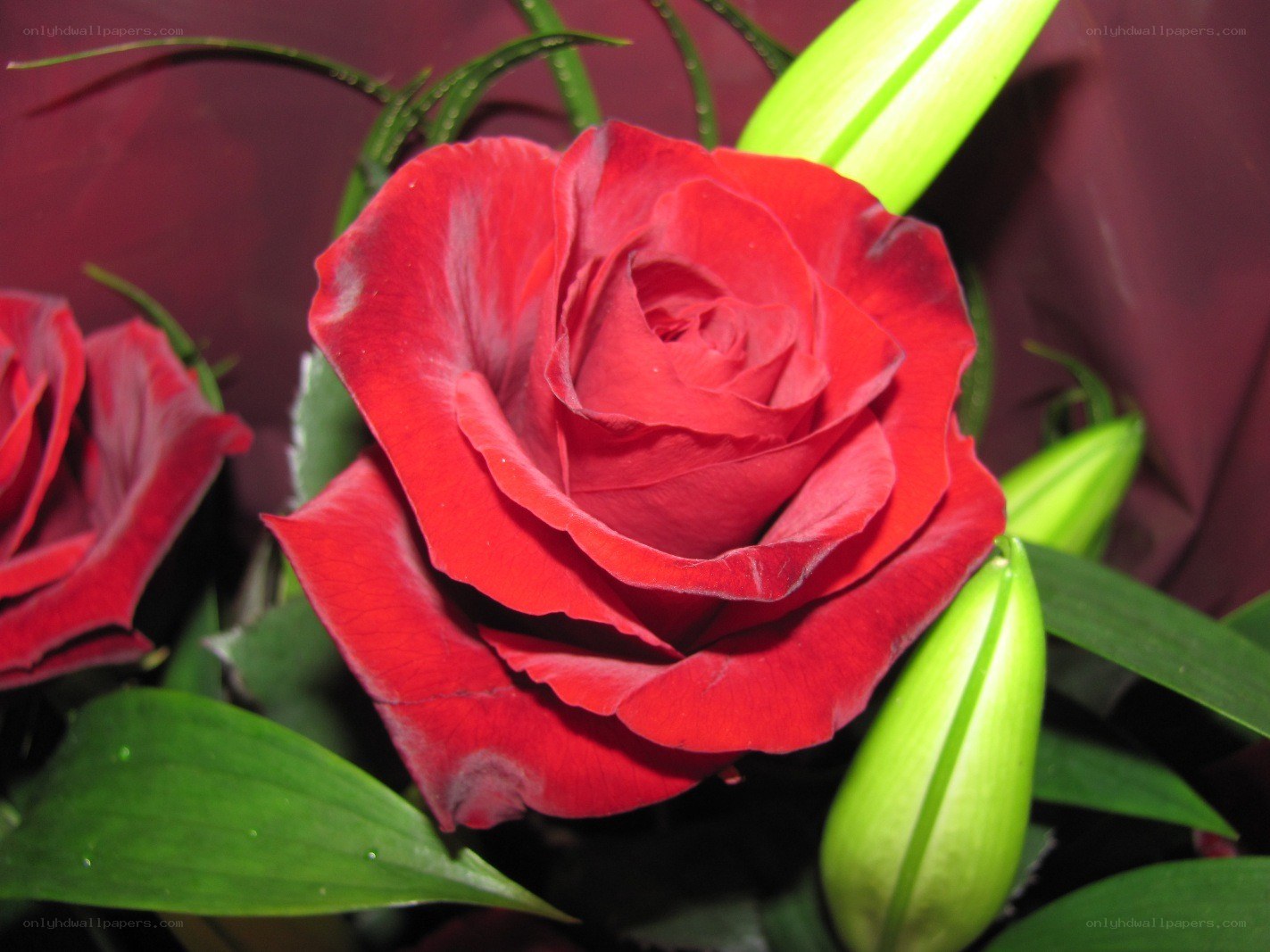 Red rose in bouquet