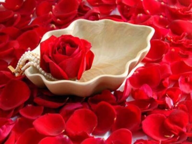 Red Rose in Bowl