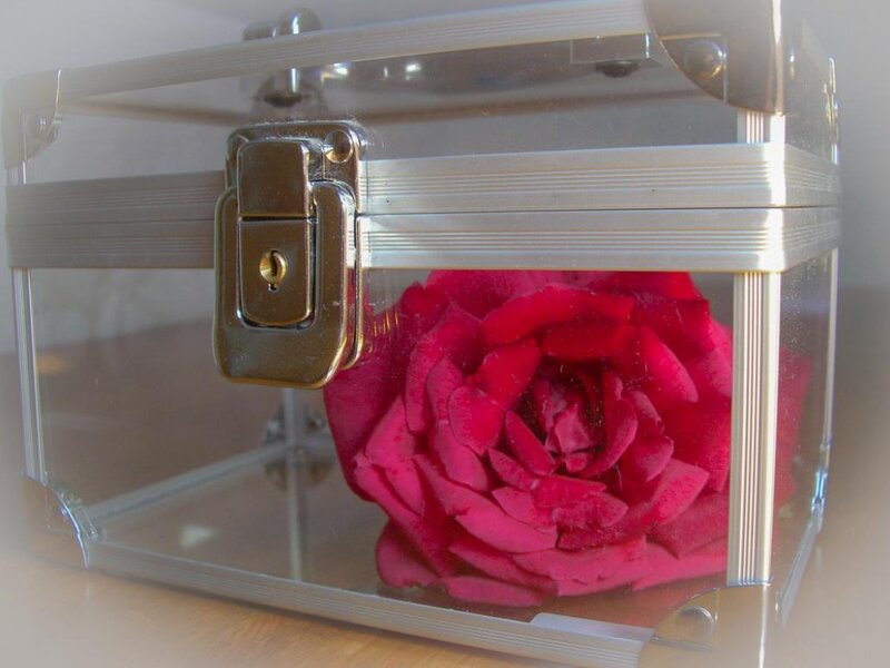 Red Rose in Box — Calm