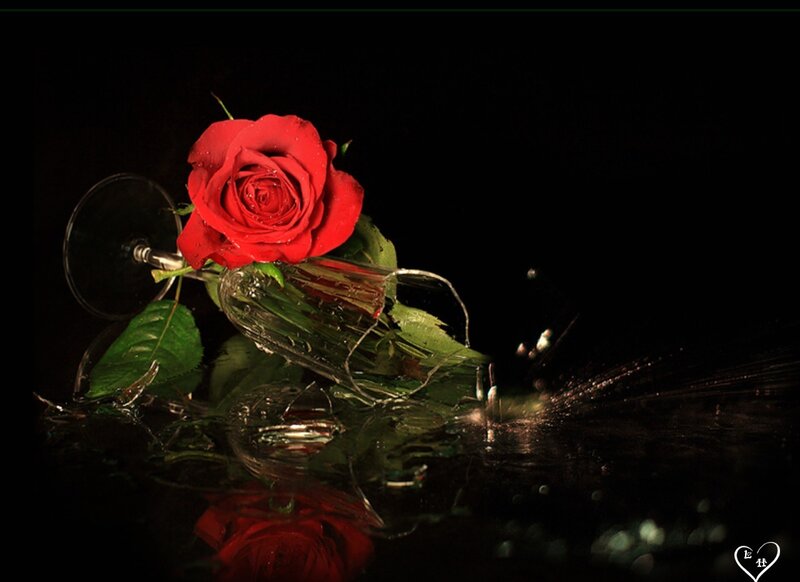Red Rose in Broken Glass — Dramatic, Night, Photograph