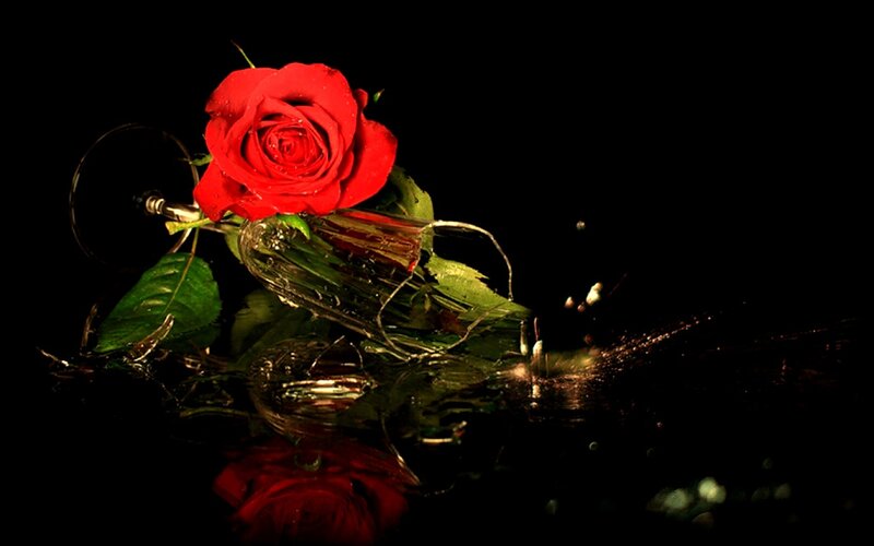 Red Rose in Broken Glass — Dramatic, Night