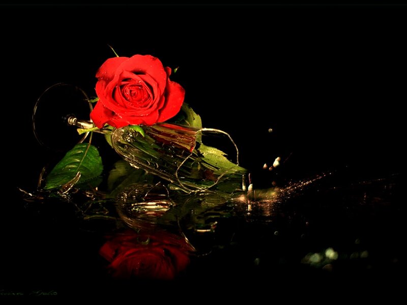 Red Rose in Broken Glass — Dramatic