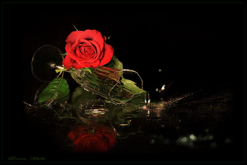 Red rose in broken glass