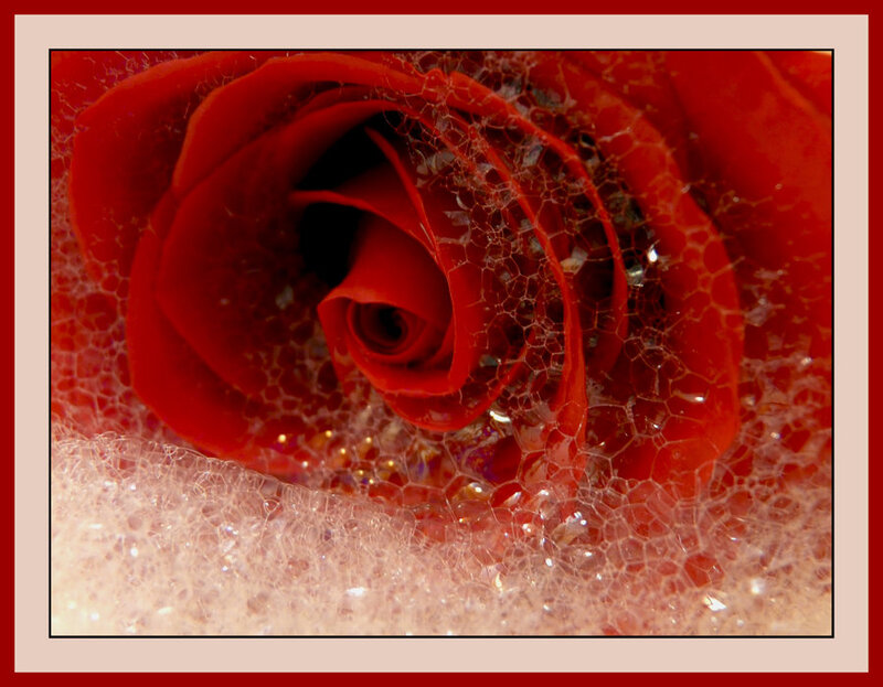 Red Rose in Bubbles