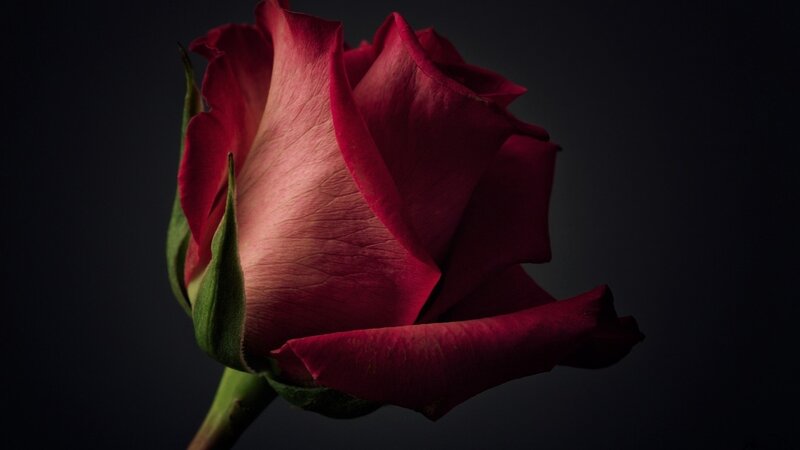 Red Rose in Bud — Dramatic