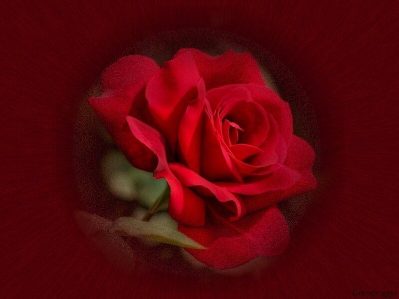Red Rose in Center