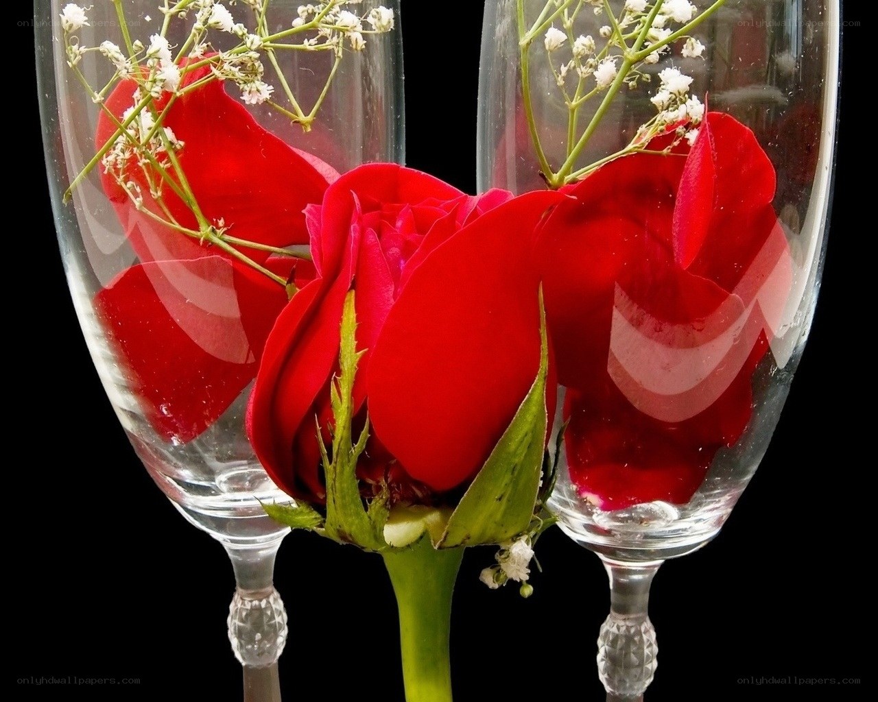 Red rose in champagne glasses