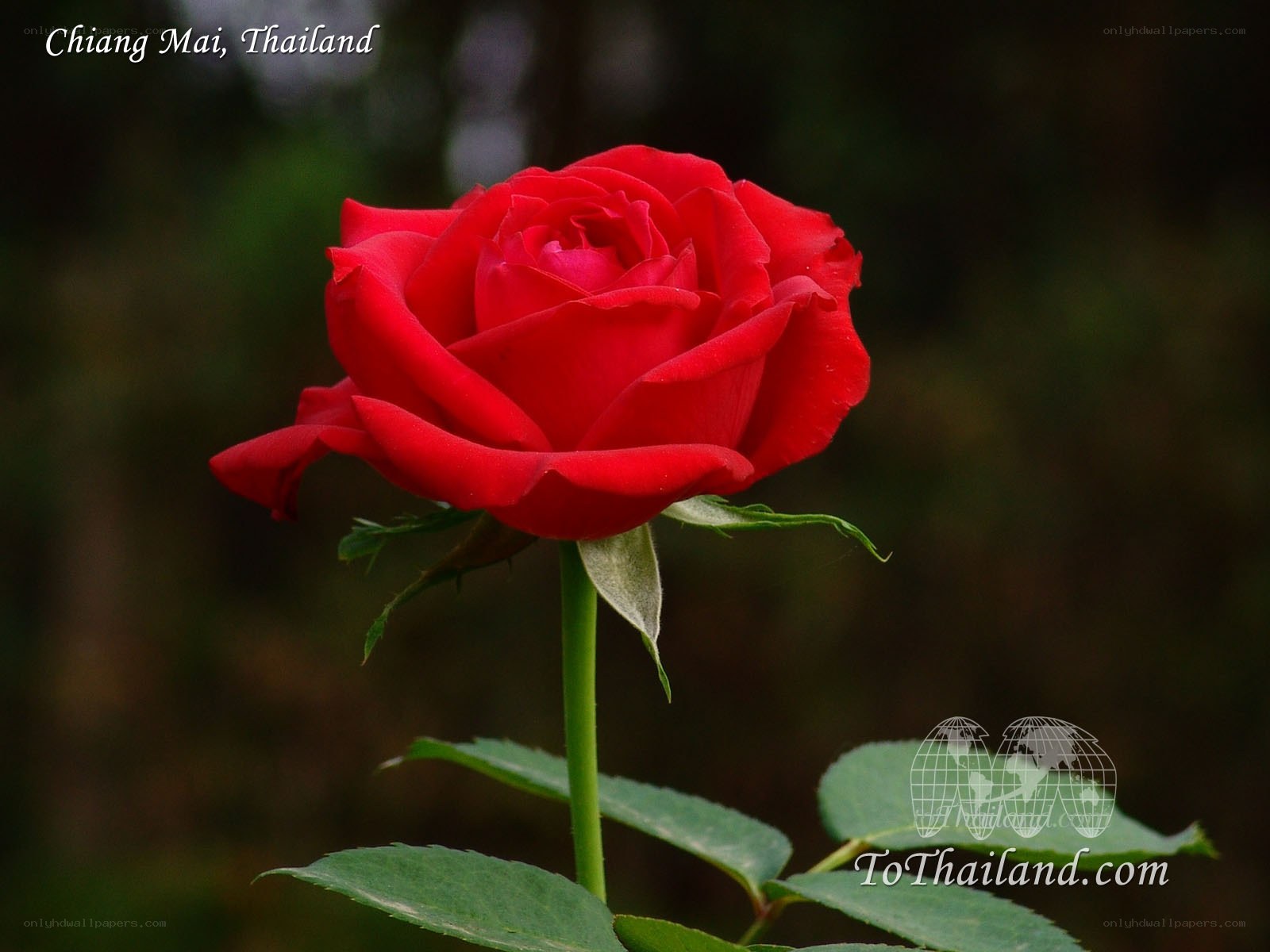 Red rose in Chiang Mai