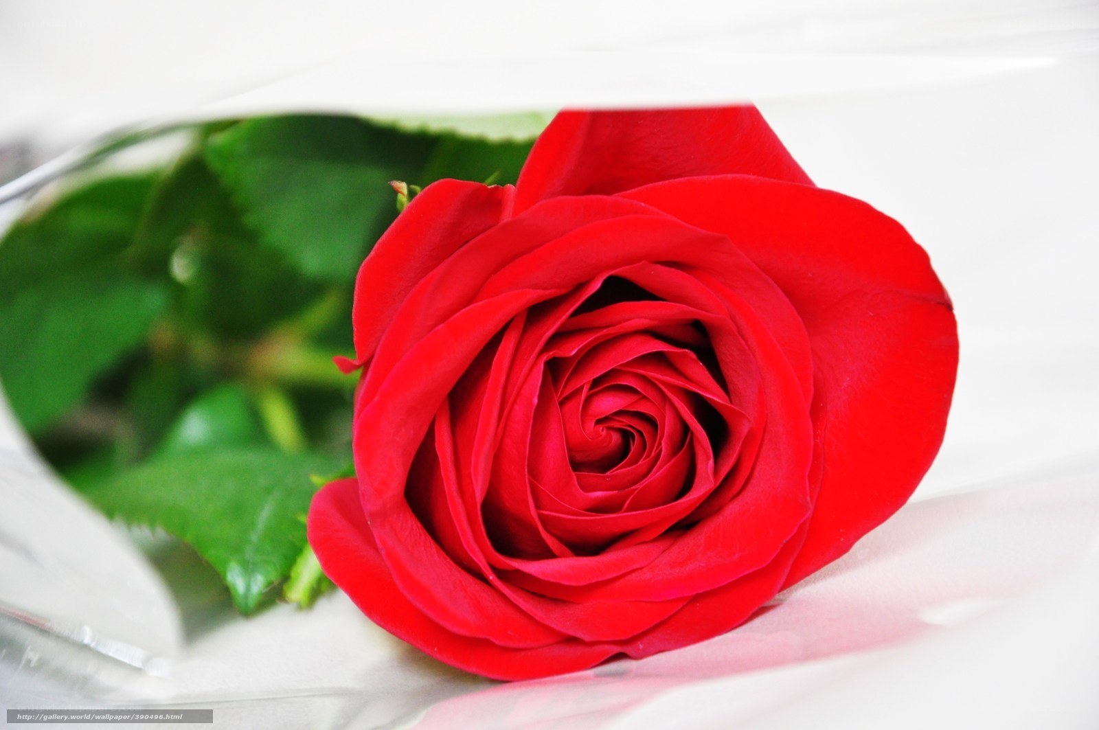 Red rose in clear wrapping