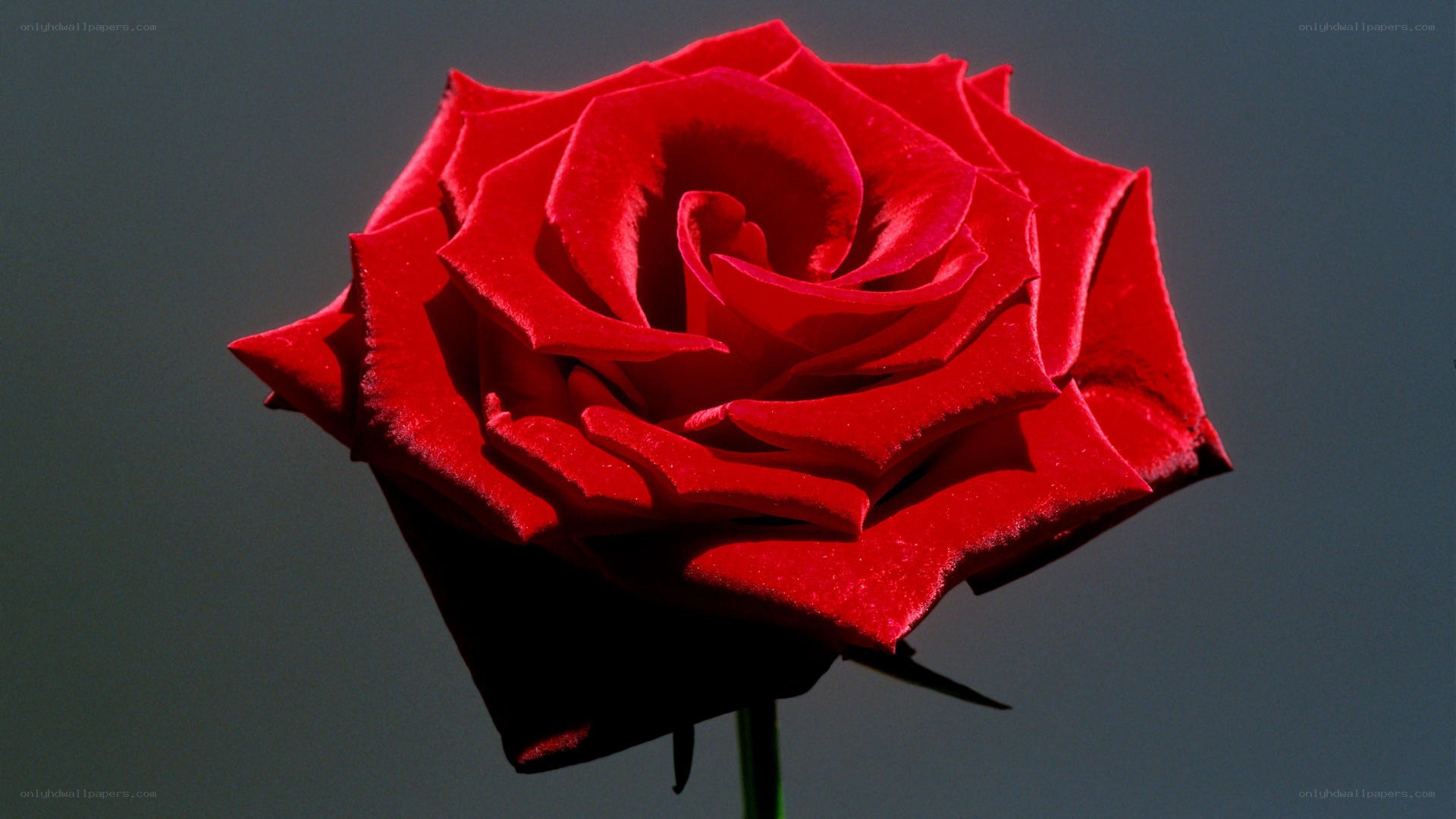 Red rose in close-up