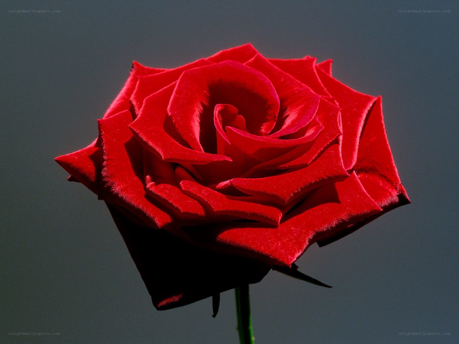 Red rose in close-up