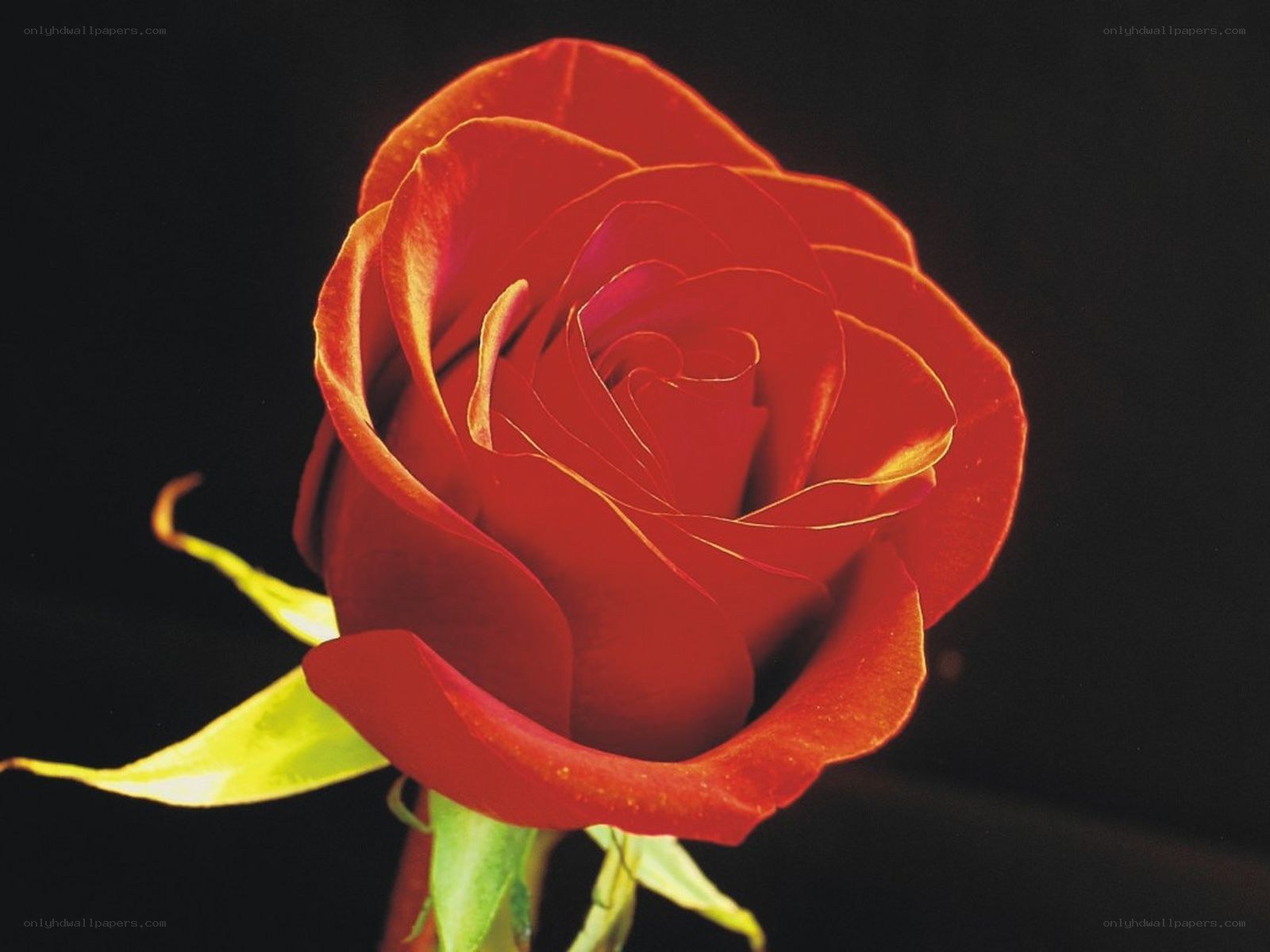 Red rose in close-up