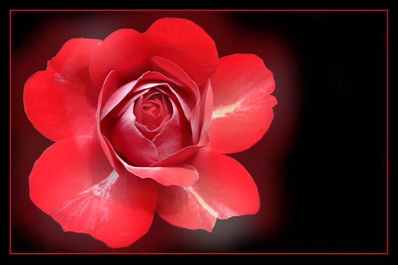 Red rose in close-up