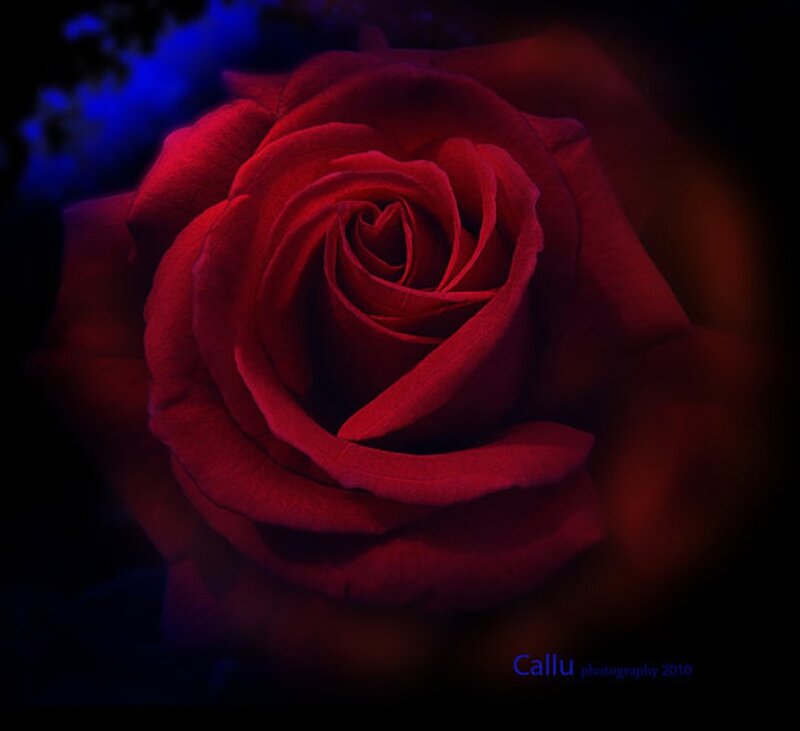 Red Rose in Close-up — Dramatic