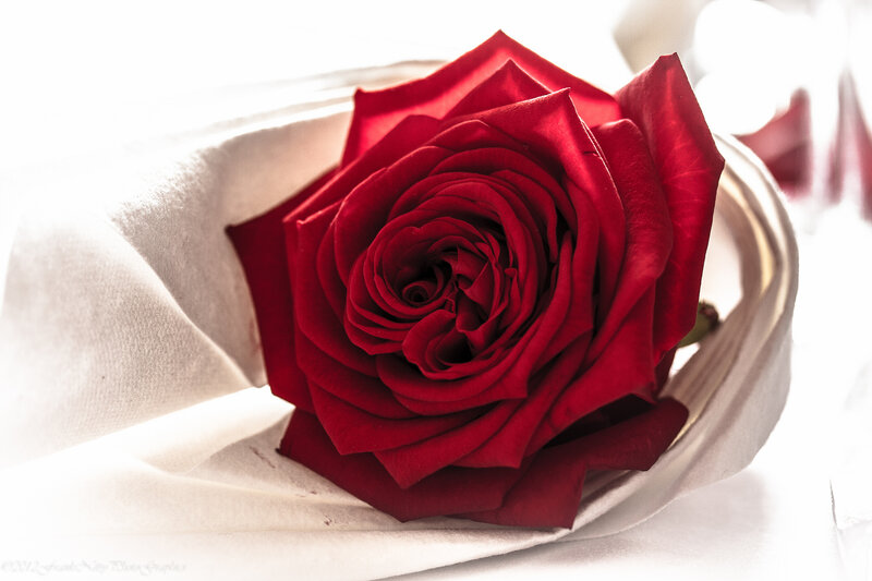 Red Rose in Cloth