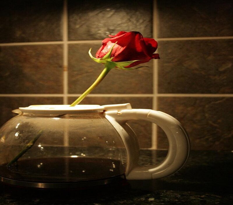 Red rose in coffee pot