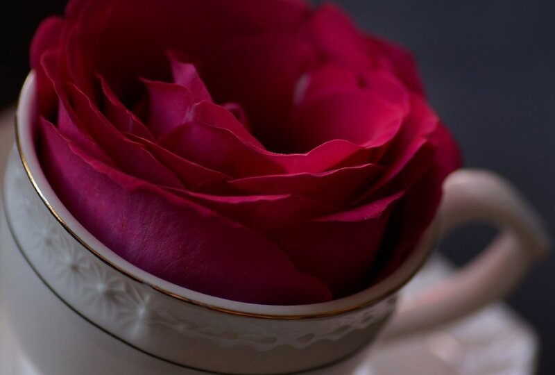 Red Rose in Cup — Dramatic