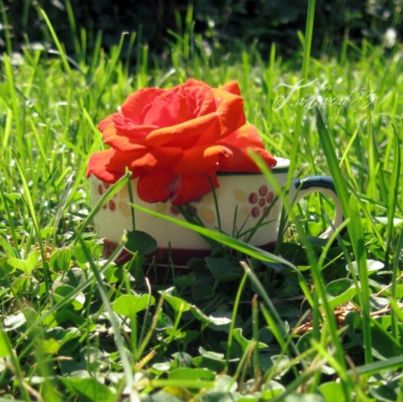 Red Rose in Cup — Green