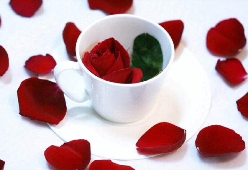 Red Rose in Cup — White