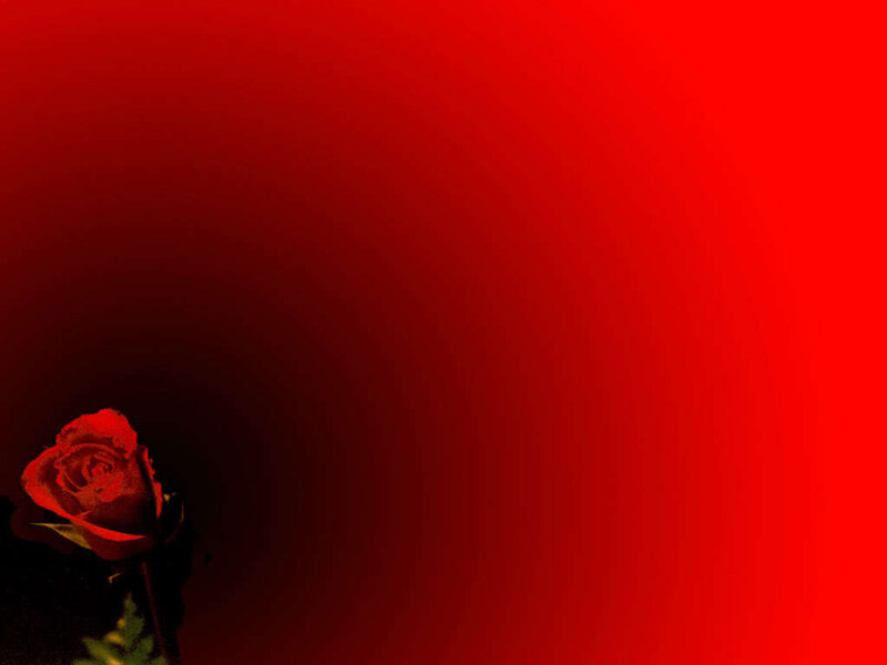 Red Rose in Dark Background — Dramatic, Photograph