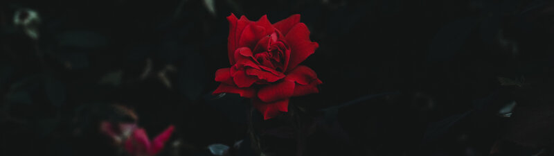 Red Rose in Dark Background — Dramatic