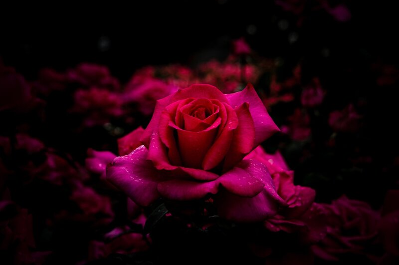 Red Rose in Dark Background