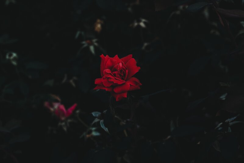 Red Rose in Dark Foliage