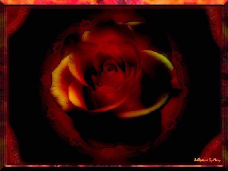 Red Rose in Dark Frame