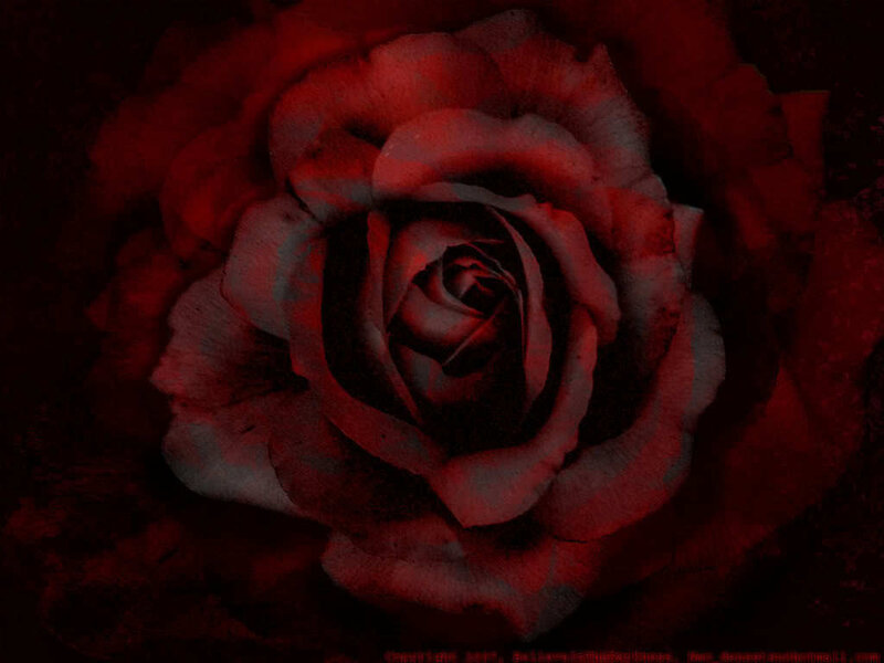 Red Rose in Dark Light — Night