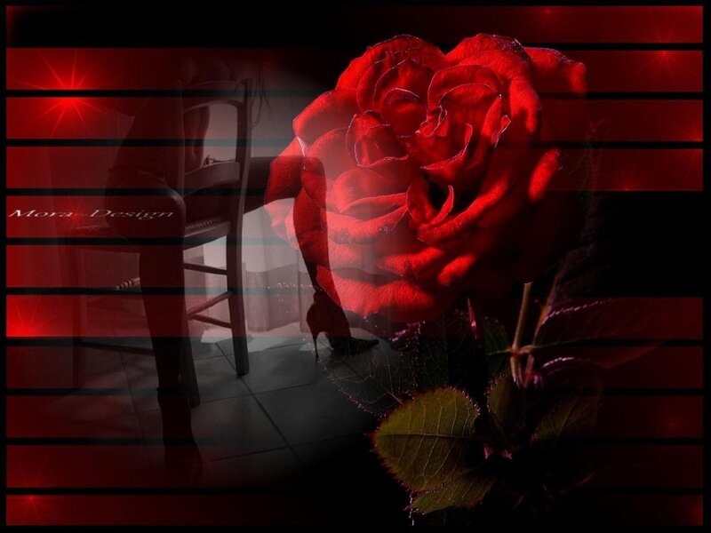 Red Rose in Dark Room