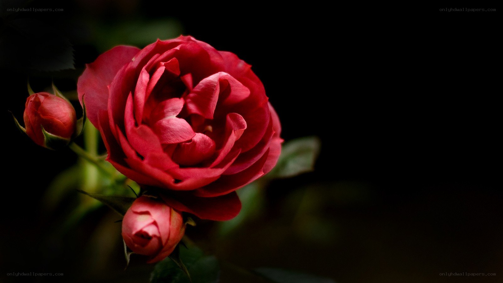 Red rose in dark setting