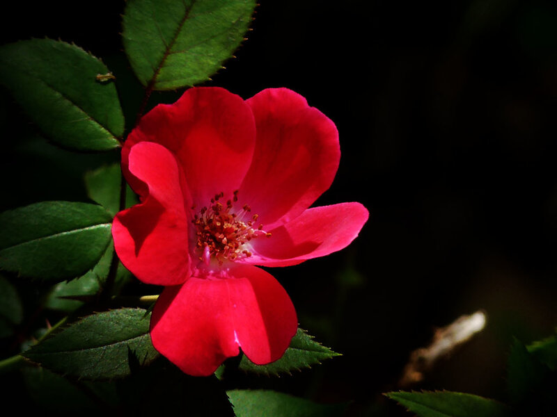 Red rose in dark setting
