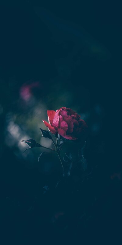 Red Rose in Dark Setting — Dramatic, Night, Photograph
