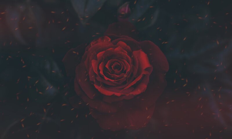 Red Rose in Dark Setting — Dramatic, Night