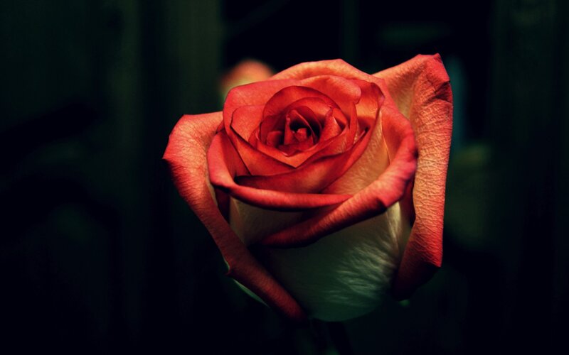 Red rose in dark setting