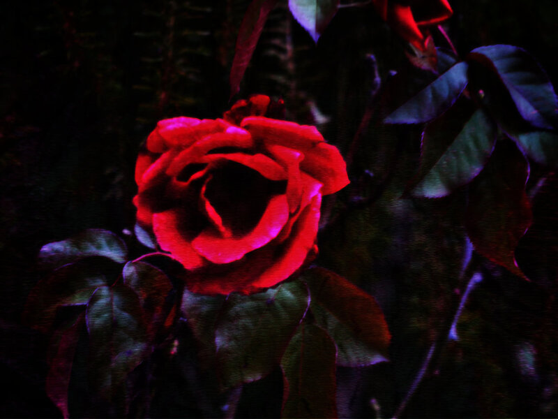 Red Rose in Dark