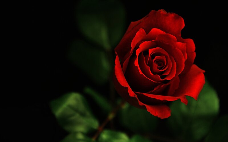 Red rose in darkness