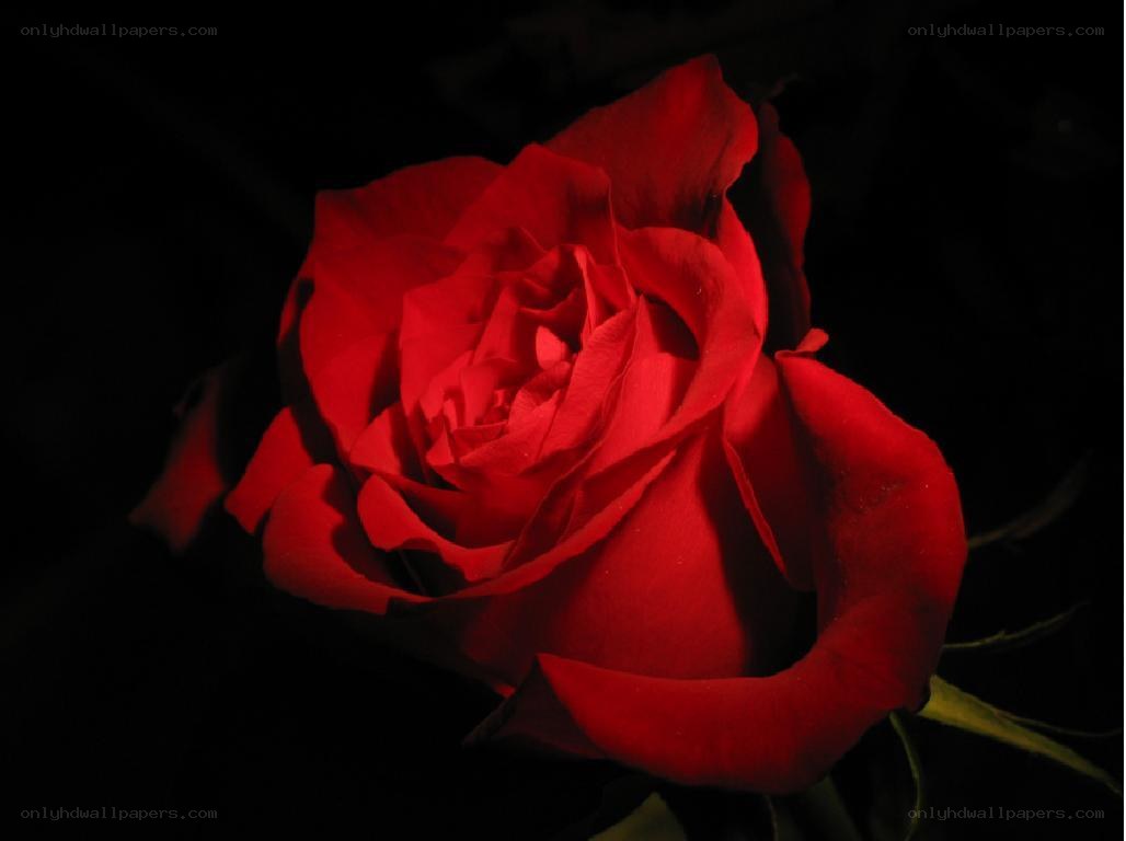 Red rose in darkness