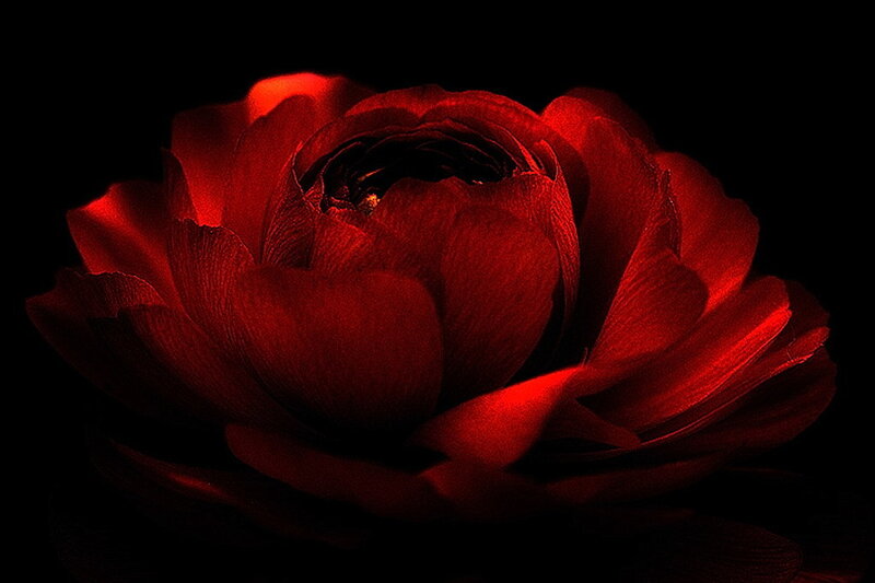 Red rose in darkness