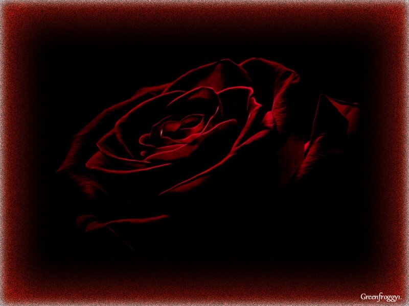 Red Rose in Darkness — Black