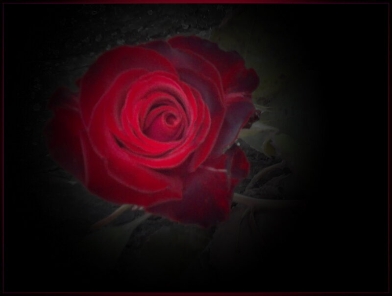 Red Rose in Darkness — Dramatic, Night, Photograph, Dark Background
