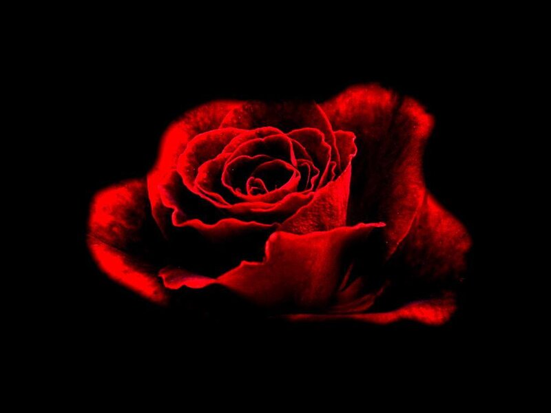Red Rose in Darkness — Dramatic, Night, Photograph, Flower, Black