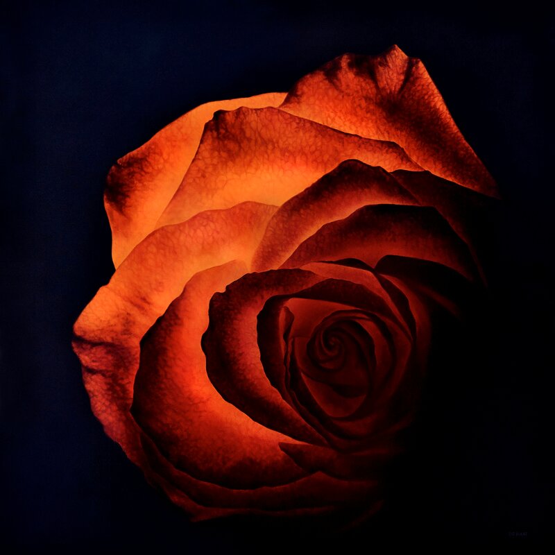 Red Rose in Darkness — Dramatic, Night, Photograph, Flower, Petals